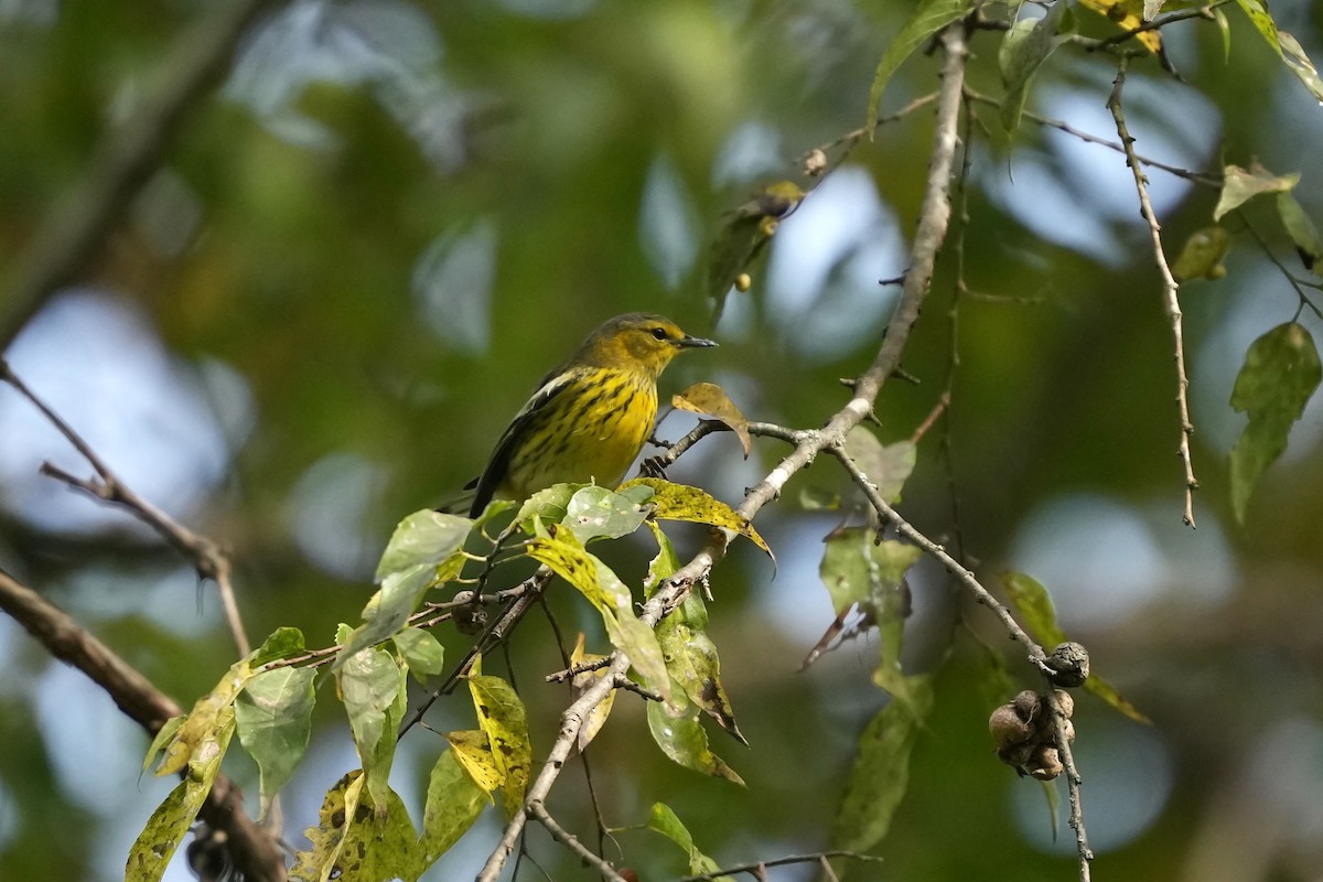 Cape May Warbler - ML641942219