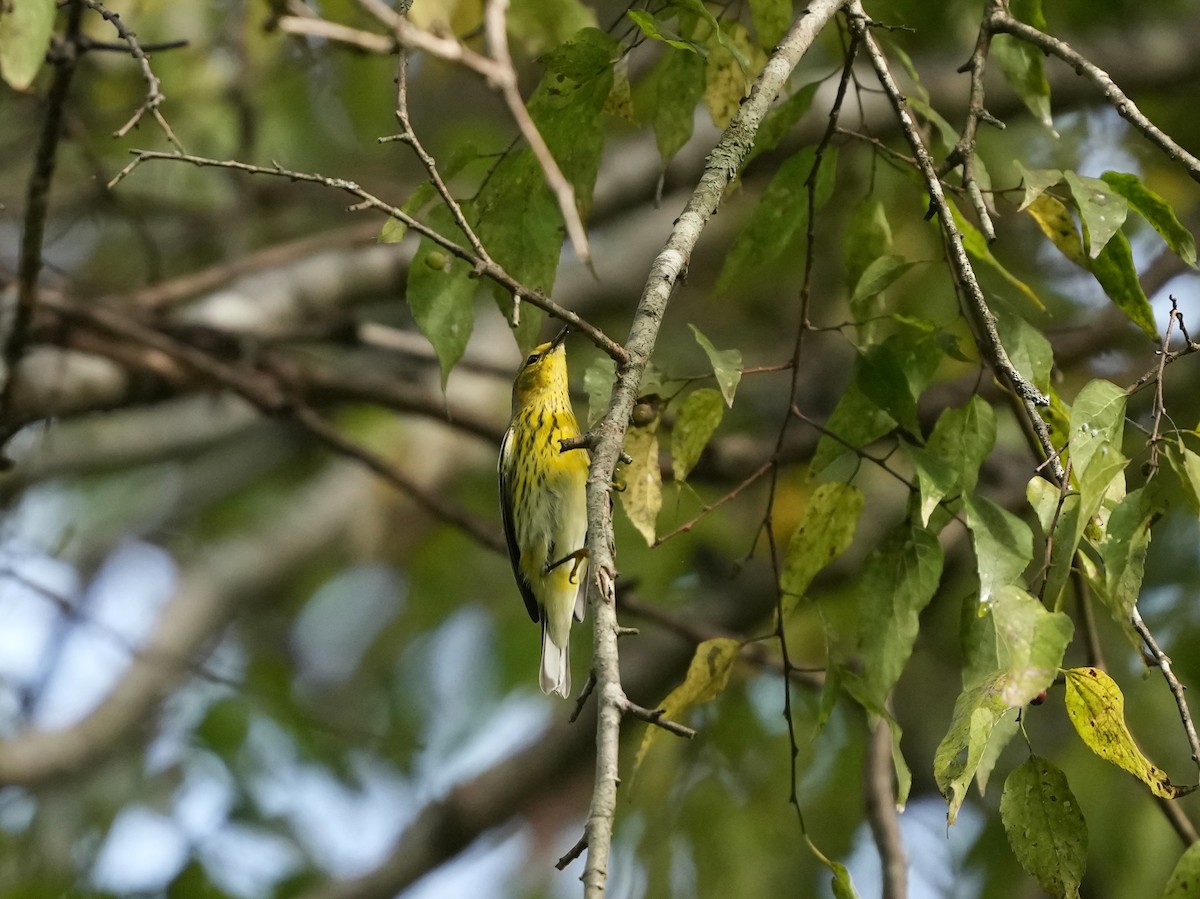 Cape May Warbler - ML641942220