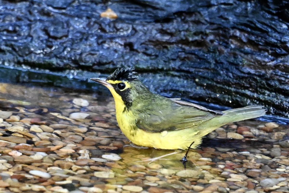 Kentucky Warbler - ML641942239