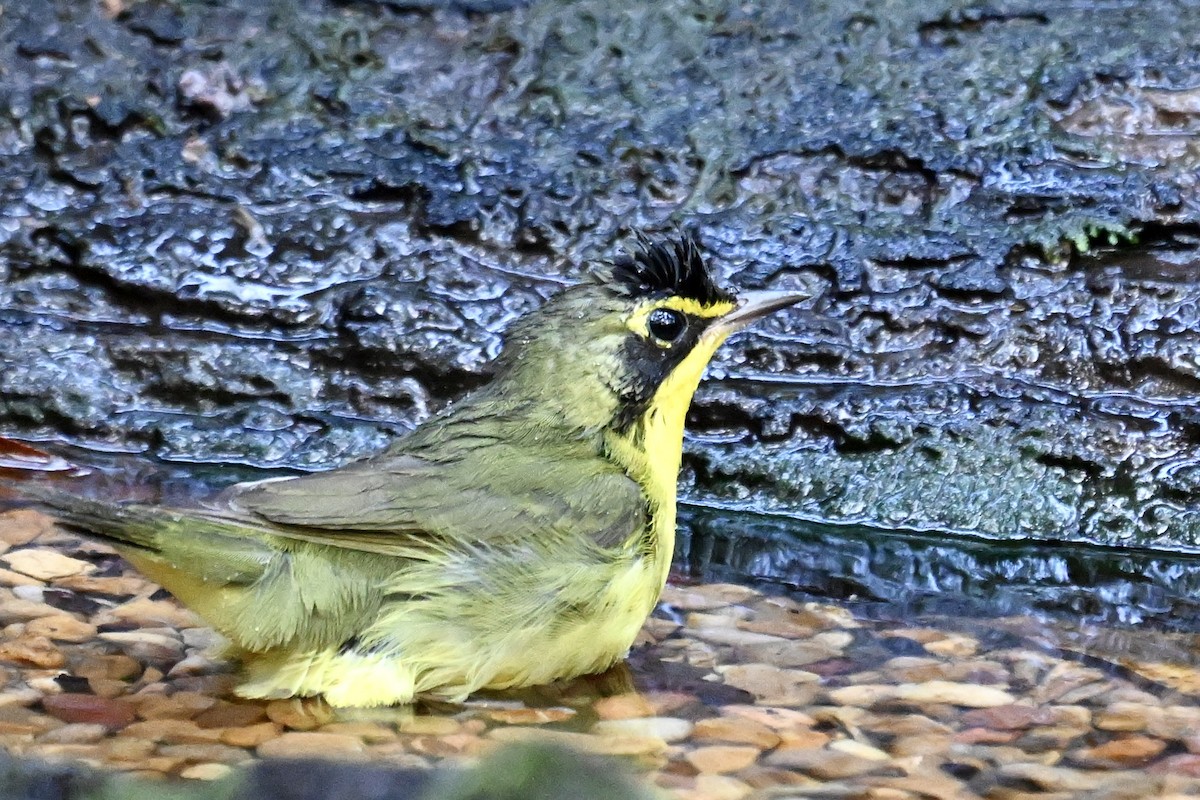 Kentucky Warbler - ML641942251