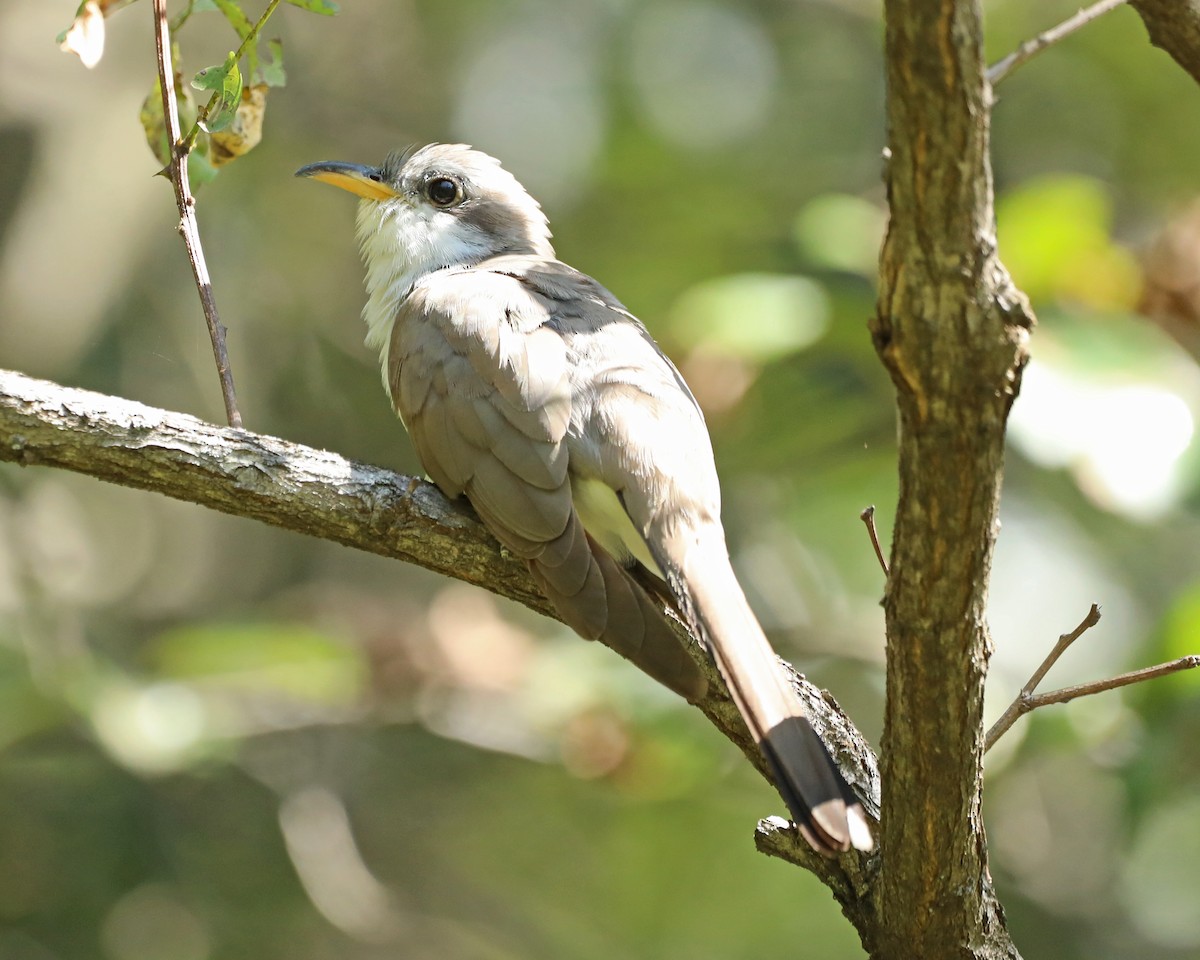 Yellow-billed Cuckoo - ML641942259