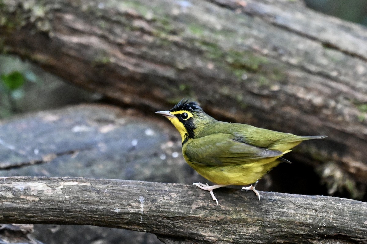 Kentucky Warbler - ML641942263