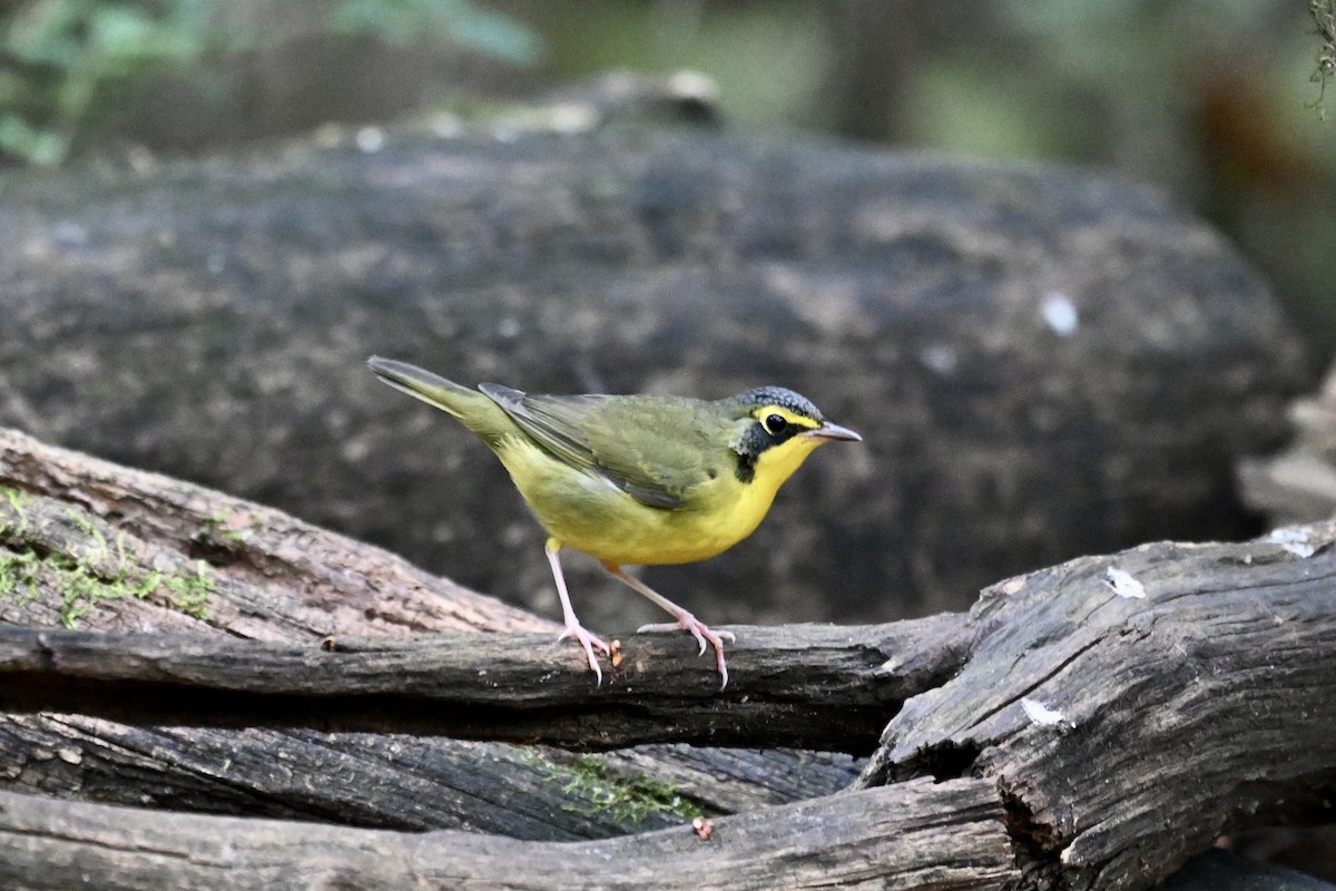 Kentucky Warbler - ML641942274