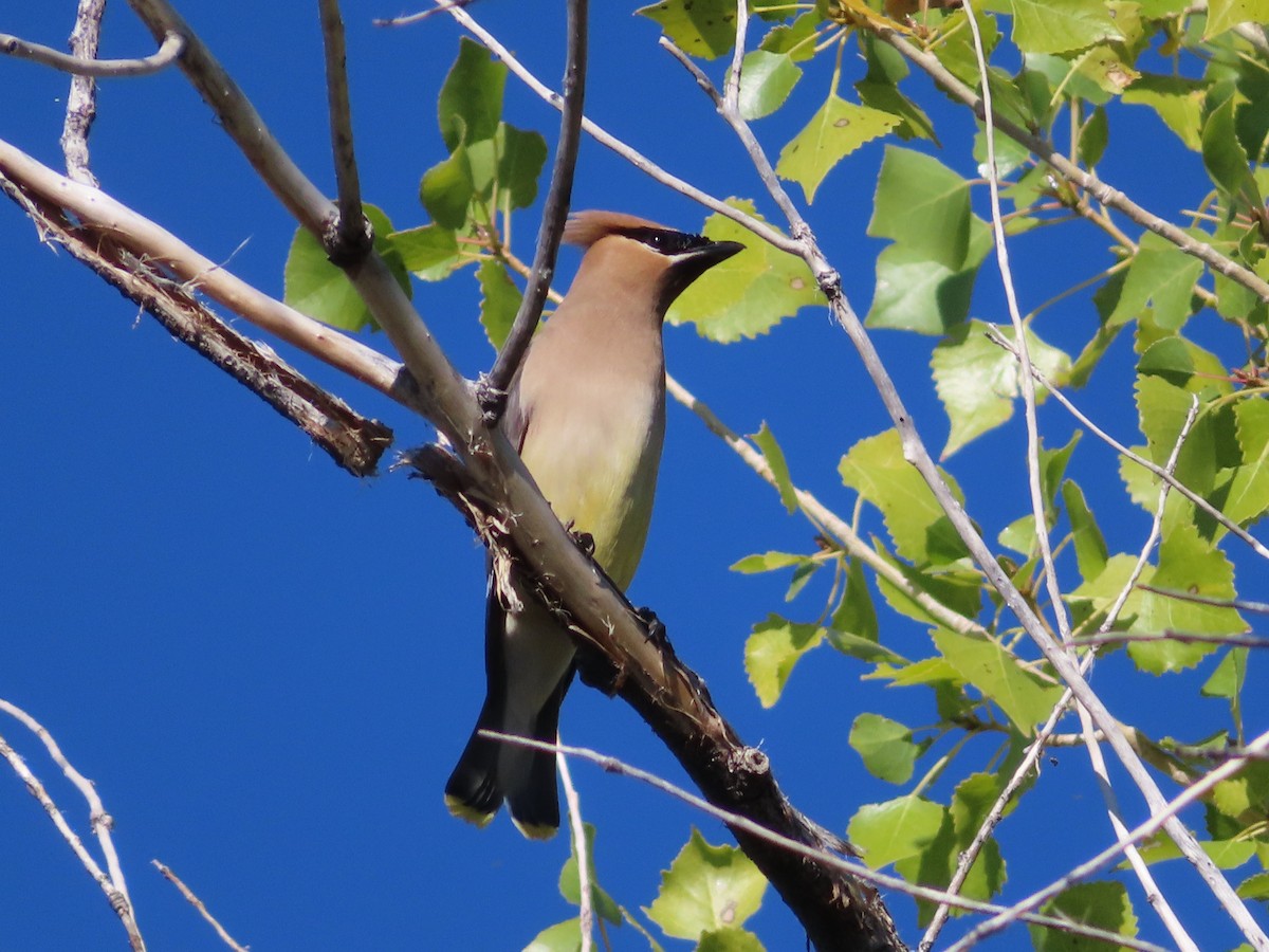 Cedar Waxwing - ML641942279