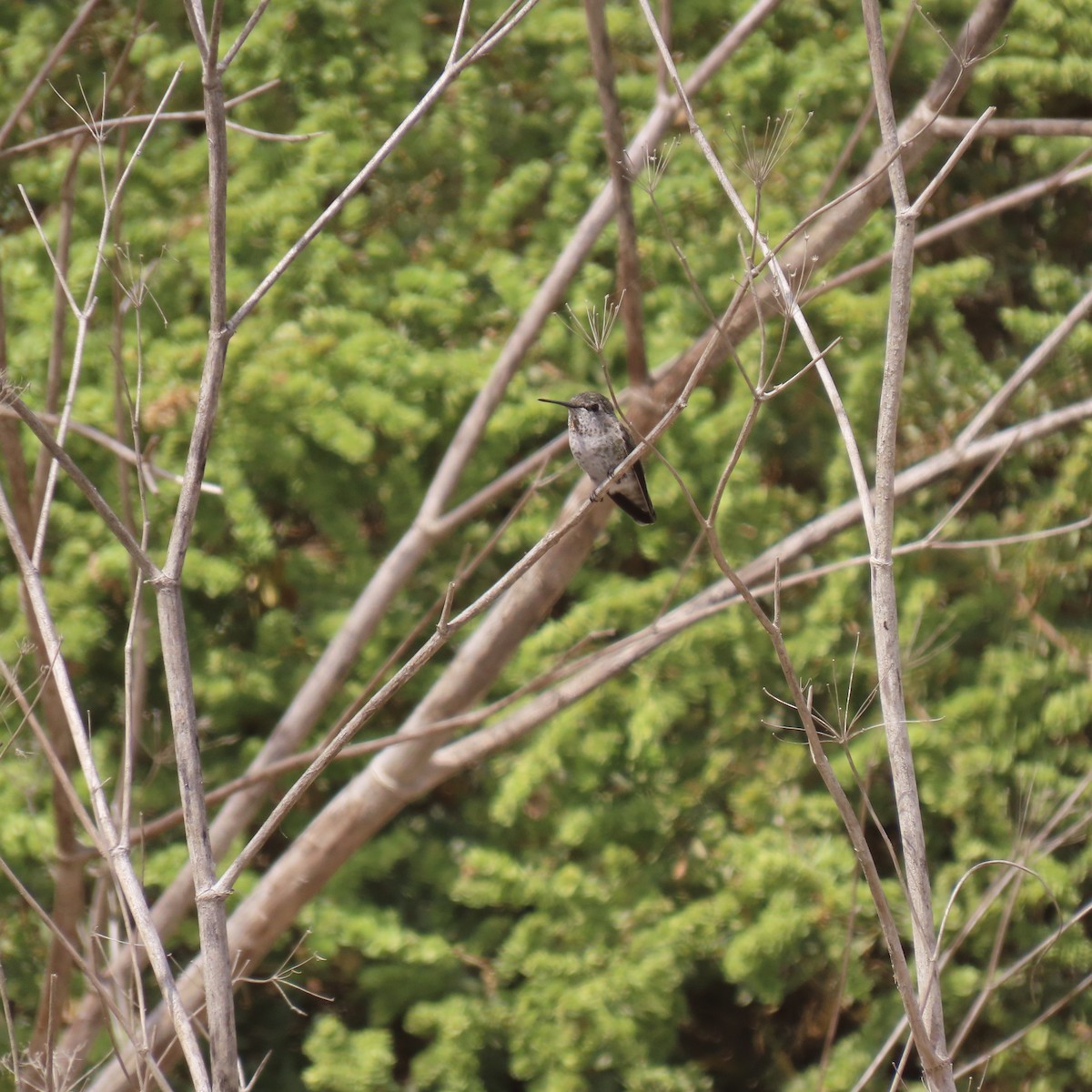 Anna's Hummingbird - ML641942296