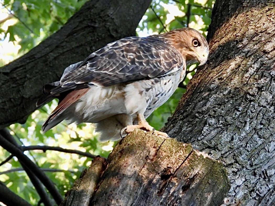 Red-tailed Hawk - ML641942299