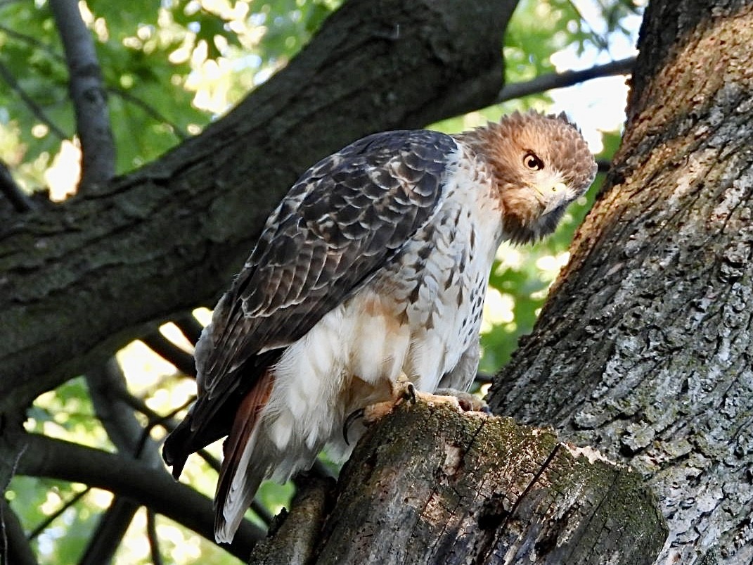 Red-tailed Hawk - ML641942300