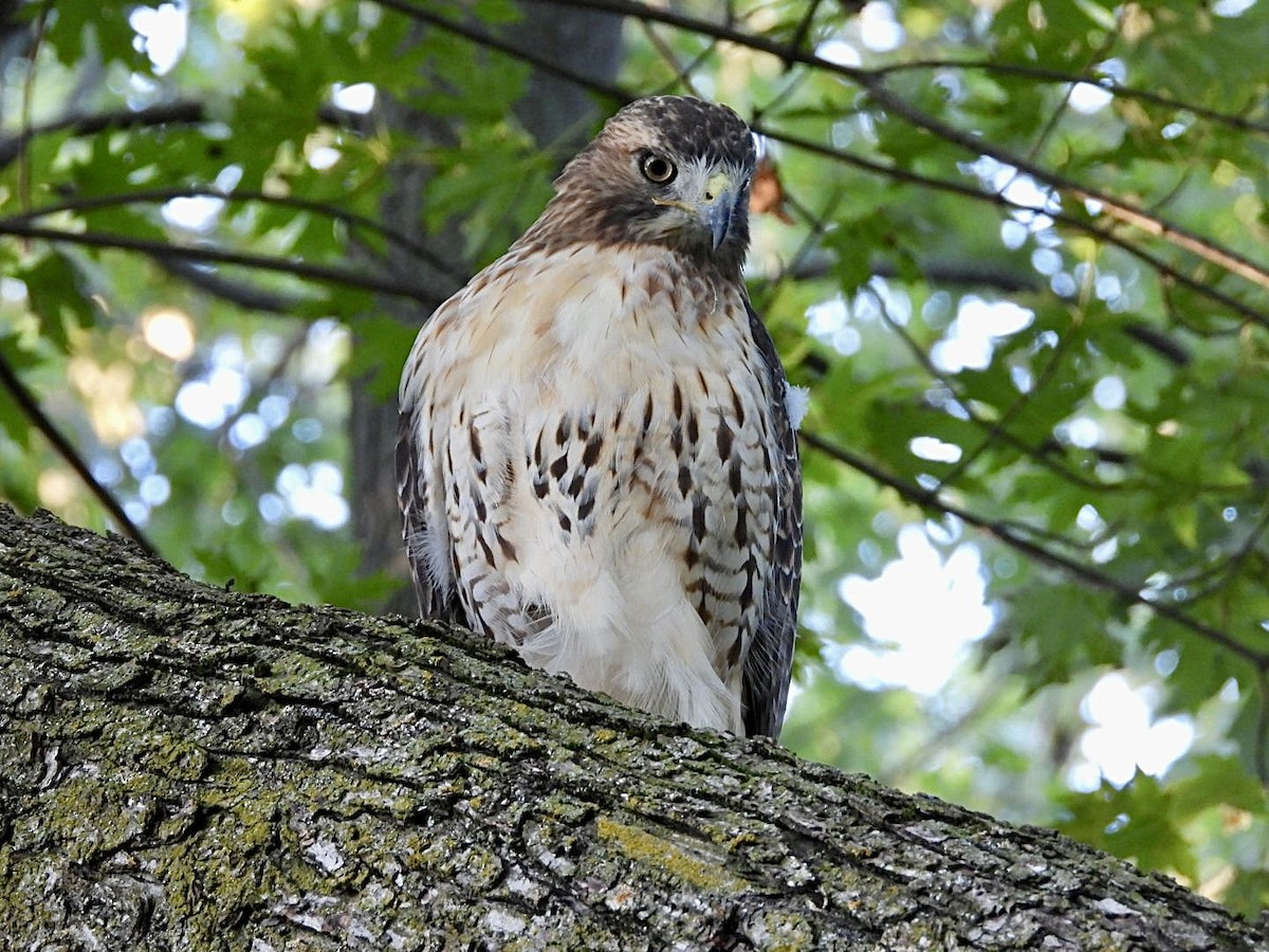 Red-tailed Hawk - ML641942301