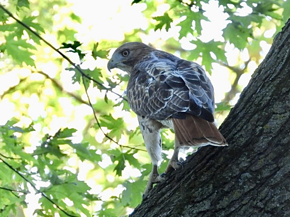 Red-tailed Hawk - ML641942302