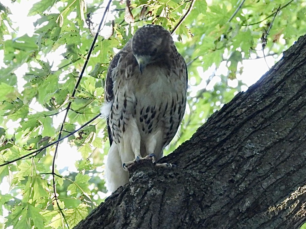 Red-tailed Hawk - ML641942303