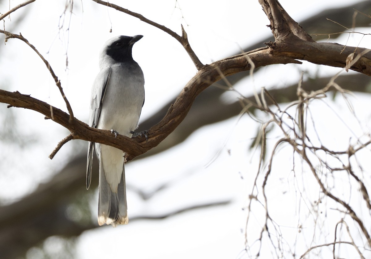 Black-faced Cuckooshrike - ML641942305