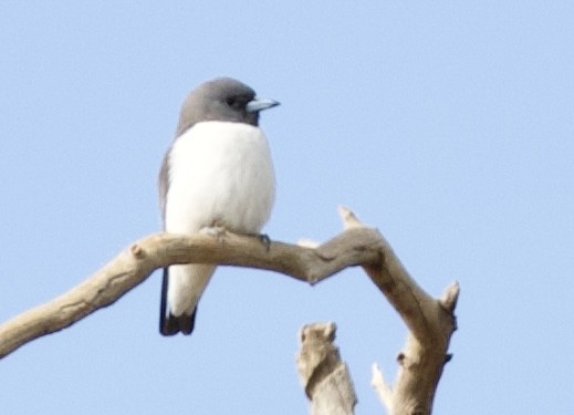 White-breasted Woodswallow - ML641942312