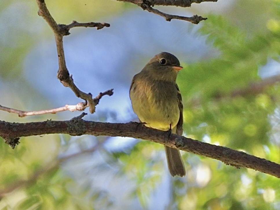 Yellow-bellied Flycatcher - ML641942319