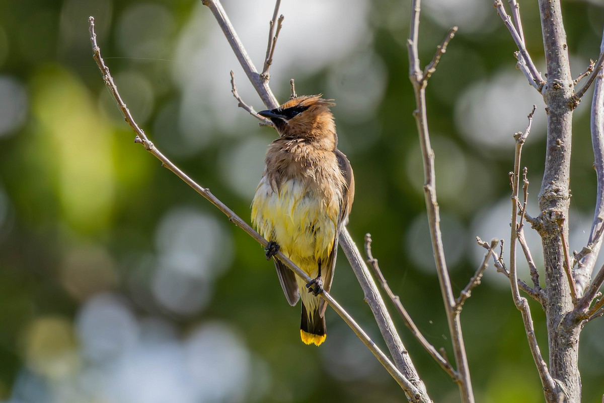 Cedar Waxwing - ML641942327