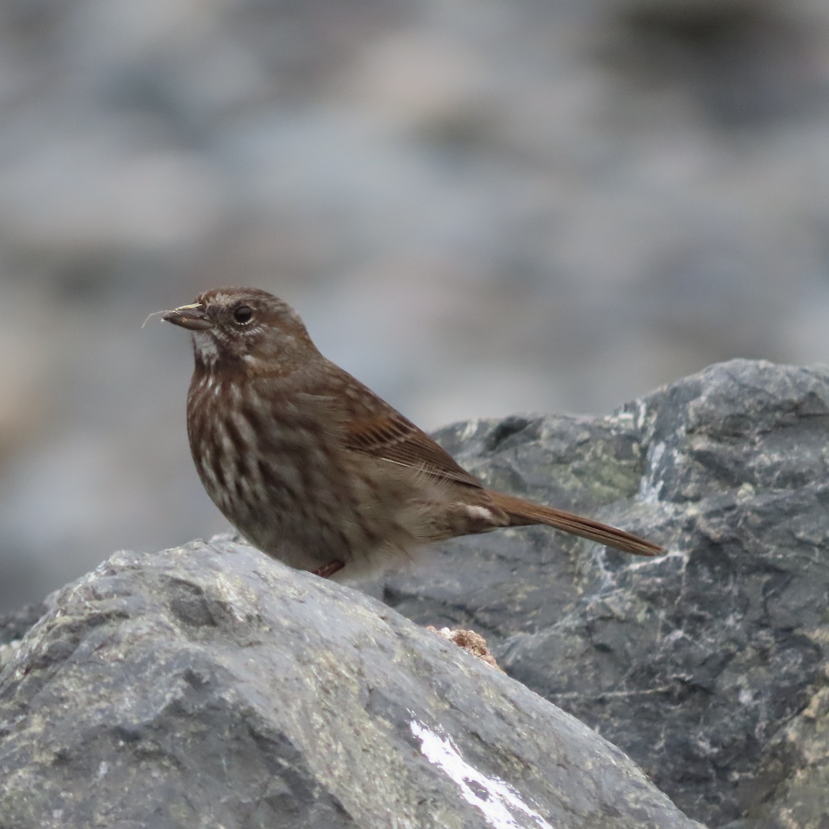 Song Sparrow - ML641942336