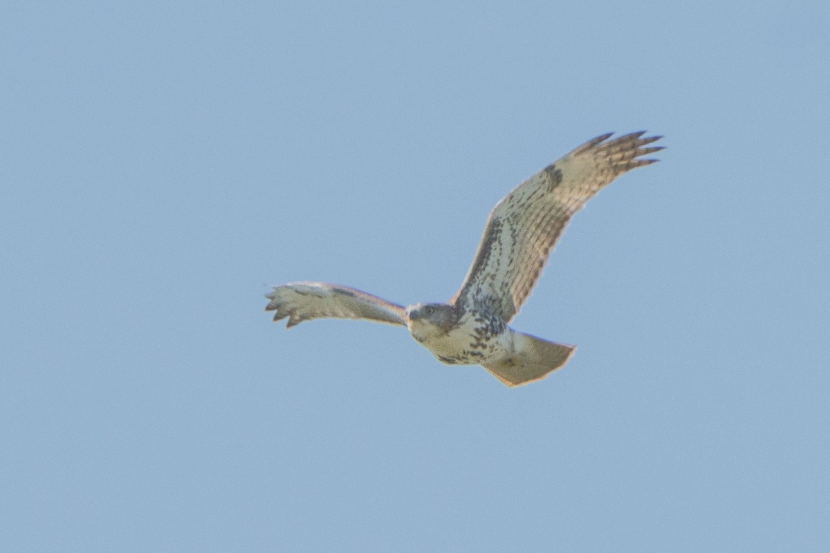Red-tailed Hawk - ML641942345