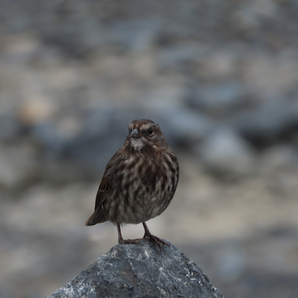 Song Sparrow - ML641942409