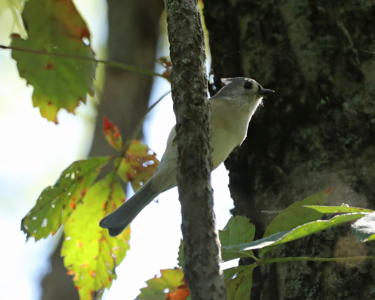 Tufted Titmouse - ML641942432