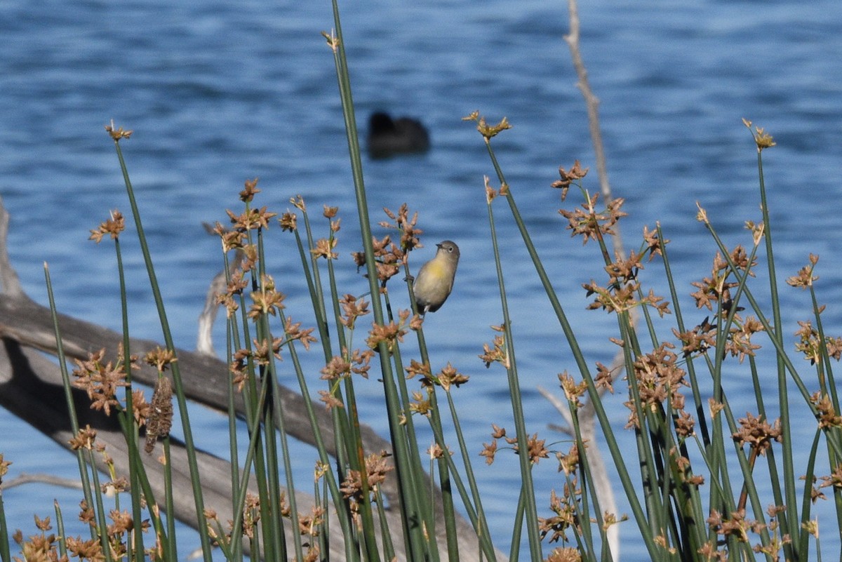 Virginia's Warbler - ML641942435
