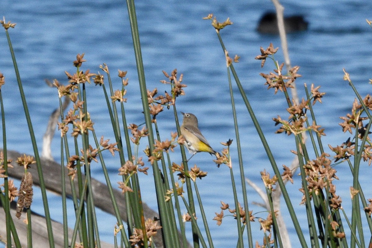 Virginia's Warbler - ML641942436