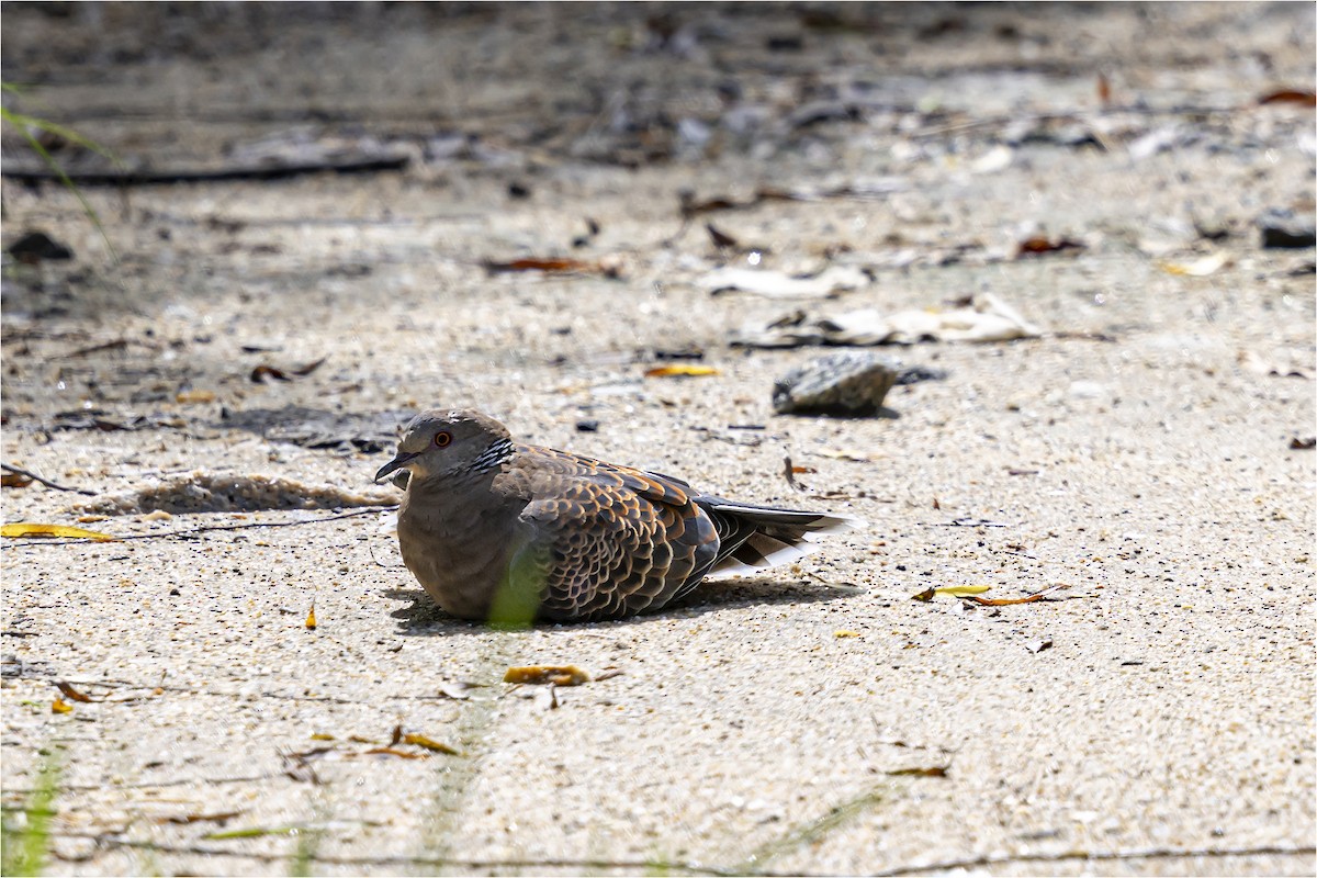 Oriental Turtle-Dove - ML641942438