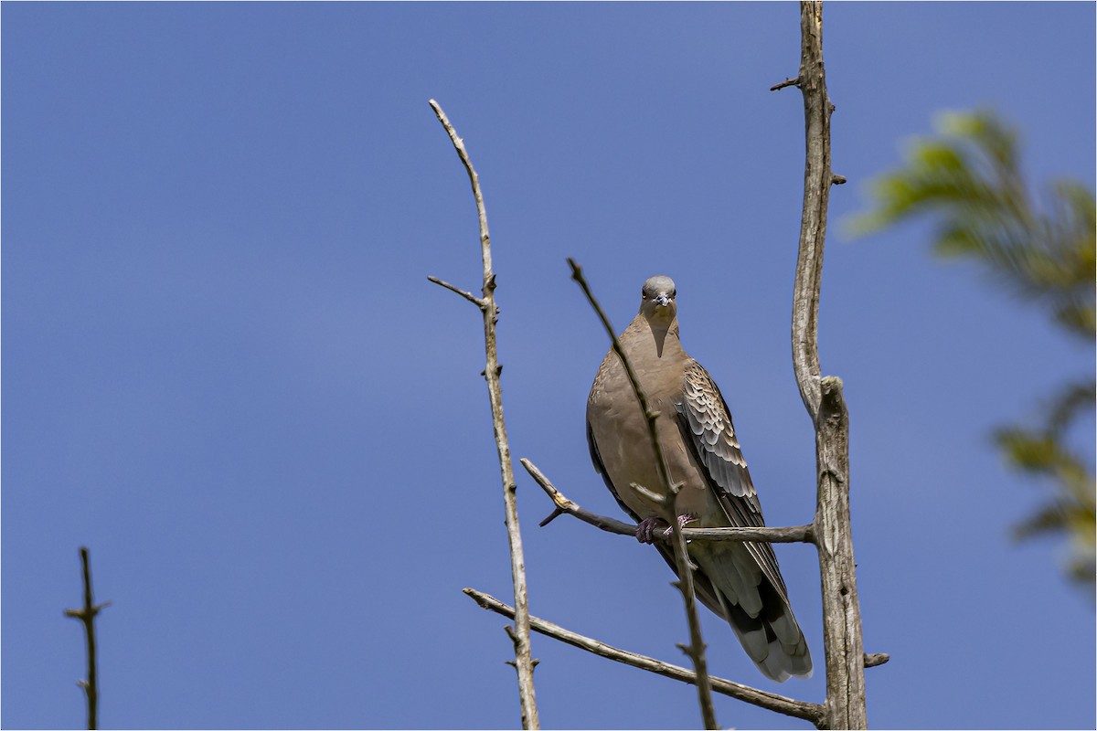 Oriental Turtle-Dove - ML641942439