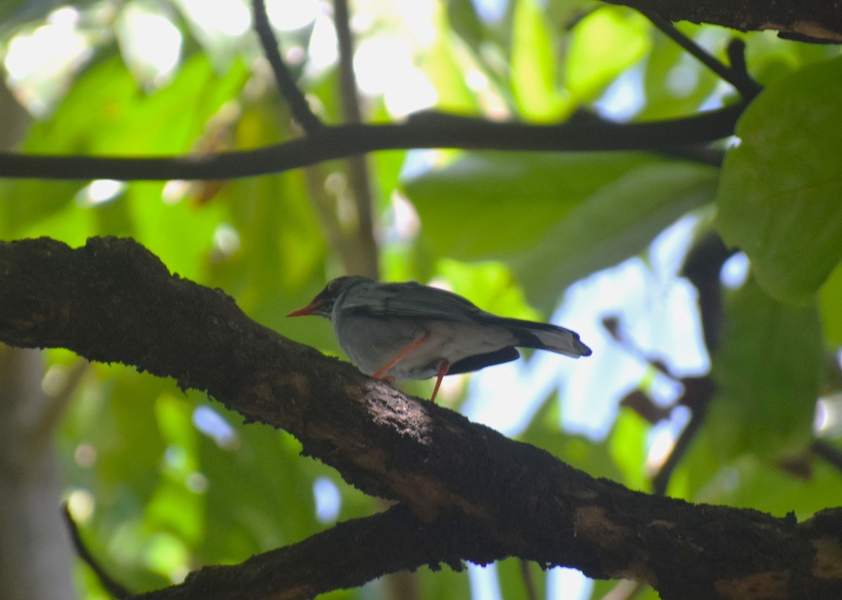 Red-legged Thrush (Antillean) - ML641942452