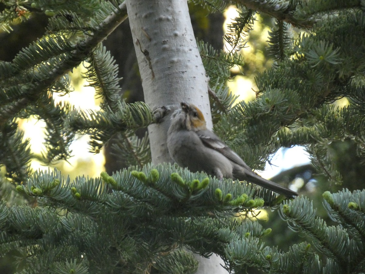 Pine Grosbeak - ML641942465