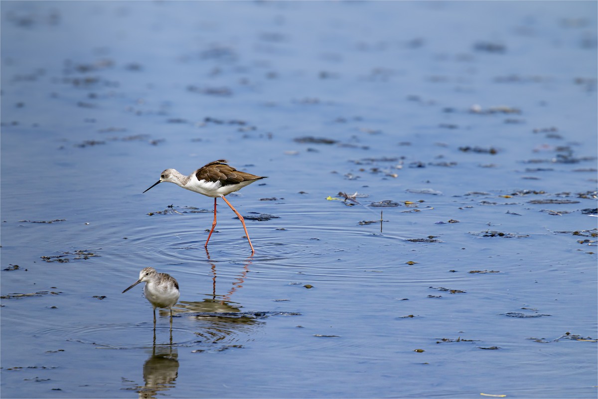Black-winged Stilt - ML641942469