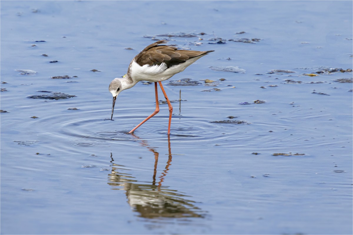 Black-winged Stilt - ML641942470