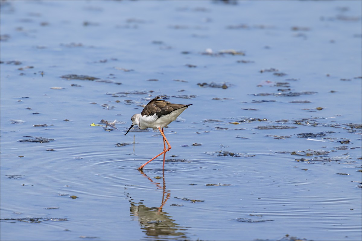 Black-winged Stilt - ML641942471