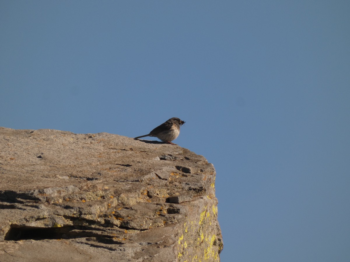 Dark-eyed Junco (Oregon) - ML641942479