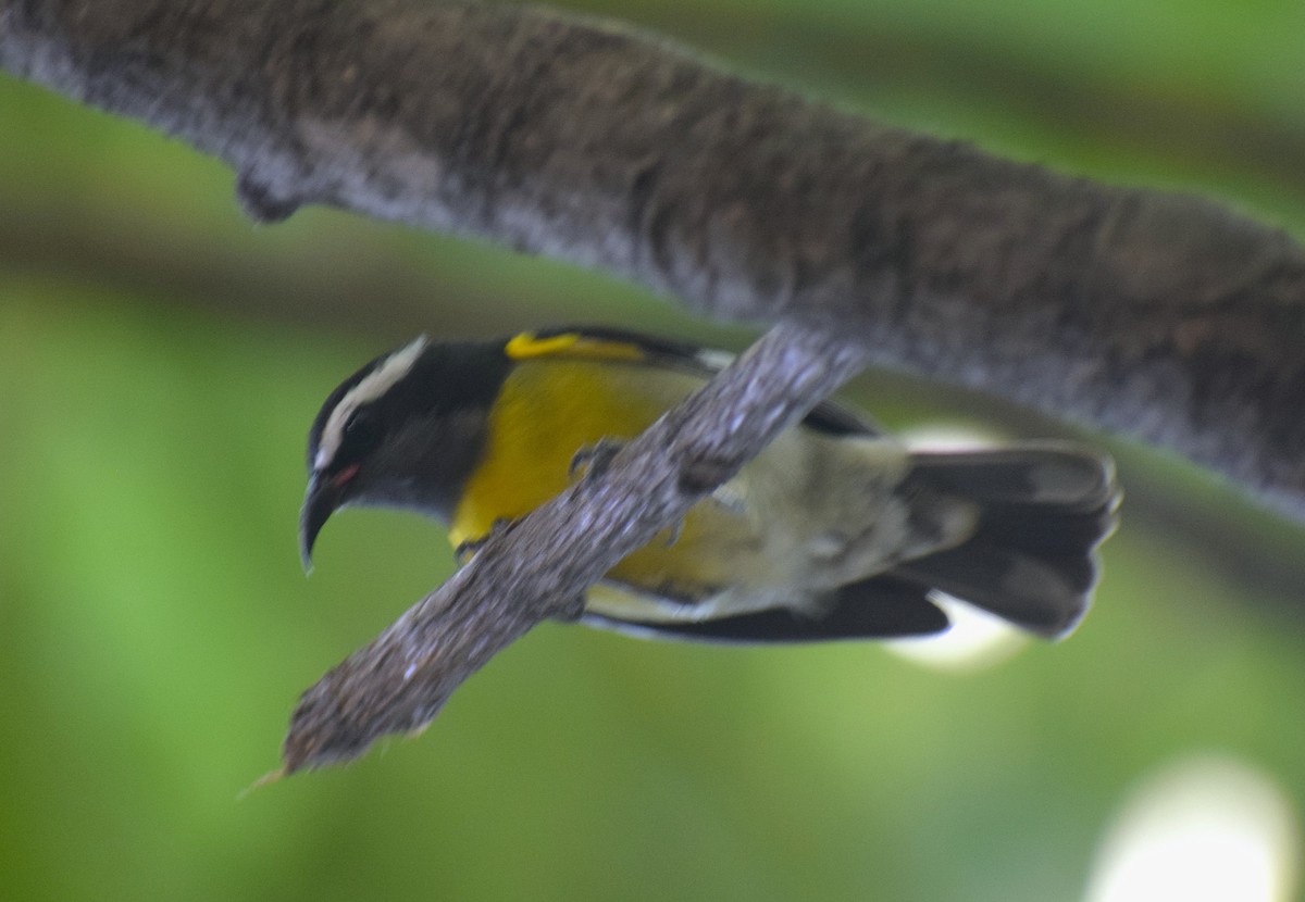 Bananaquit (Greater Antillean) - ML641942482