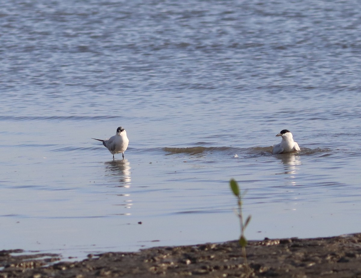 Australian Tern - ML641942489