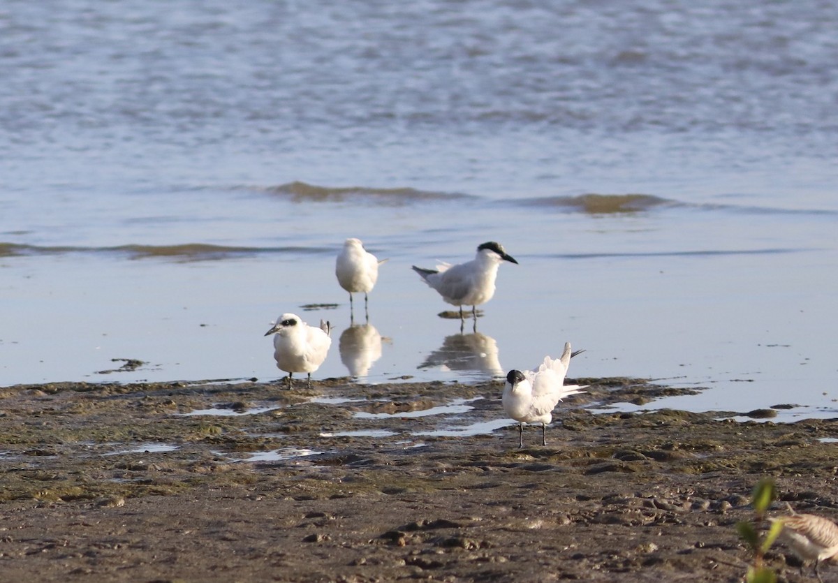 Australian Tern - ML641942490