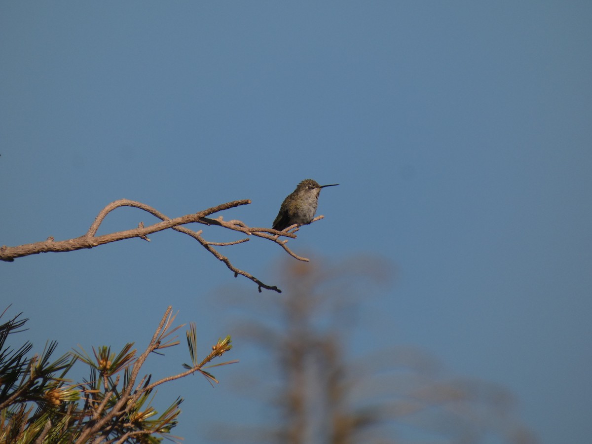 Anna's Hummingbird - ML641942507