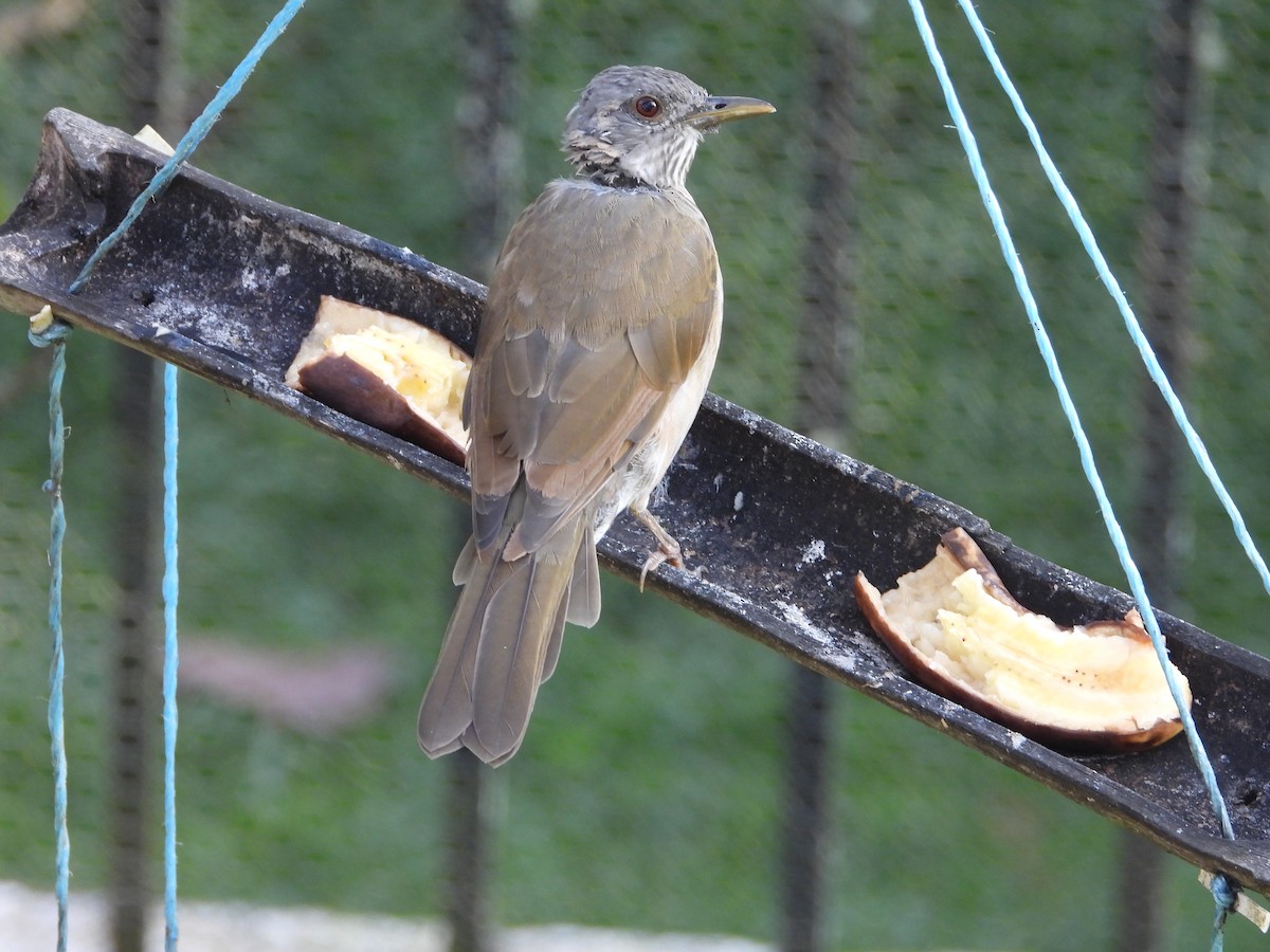 Pale-breasted Thrush - ML641942510