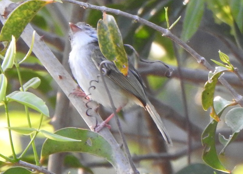 Titirijí Perlado - ML641942527