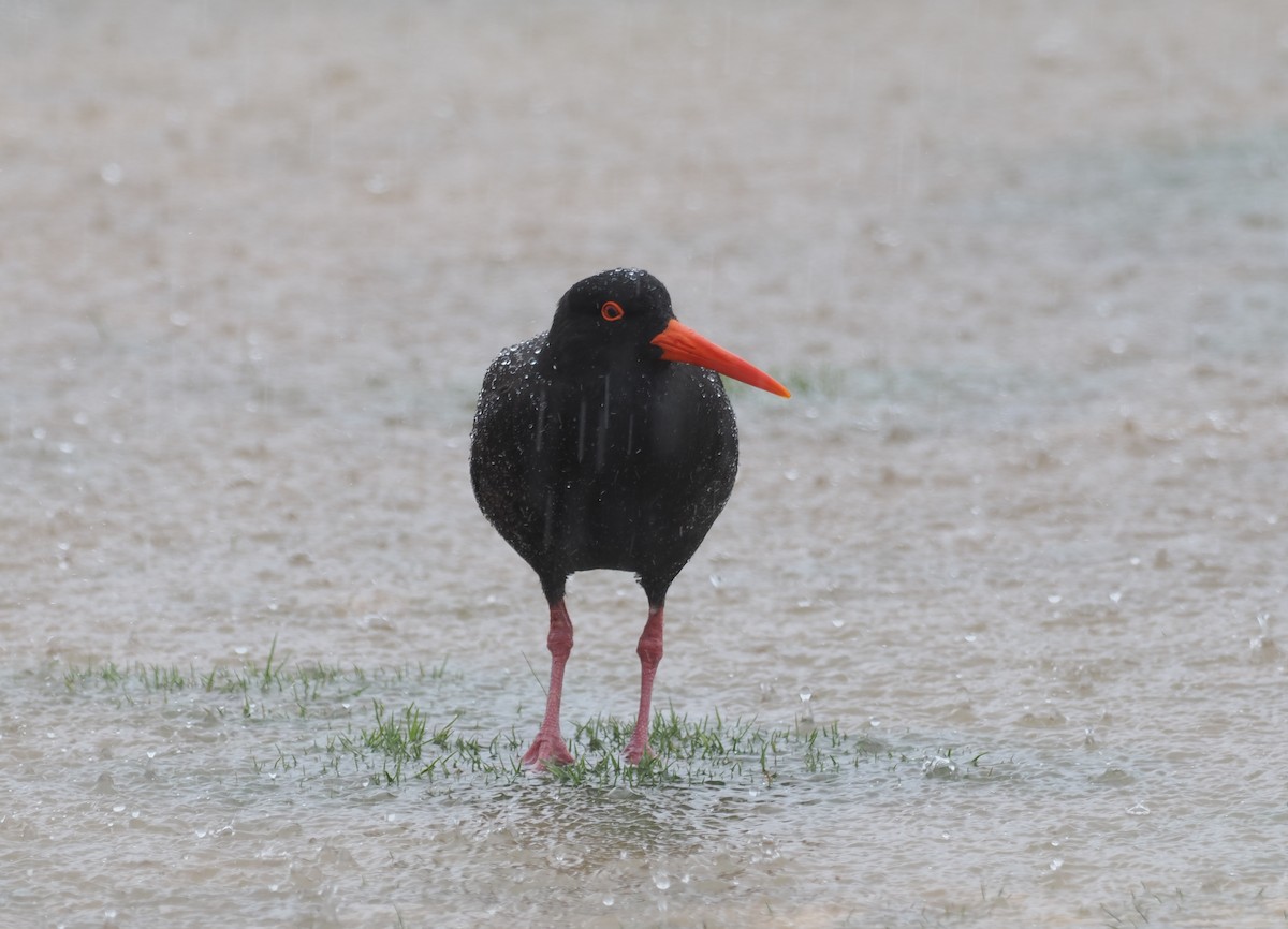 Sooty Oystercatcher - ML641942530