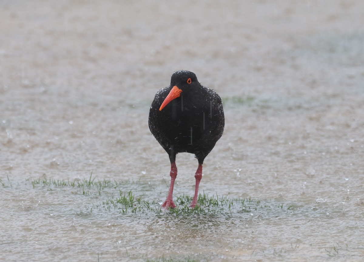 Sooty Oystercatcher - ML641942532