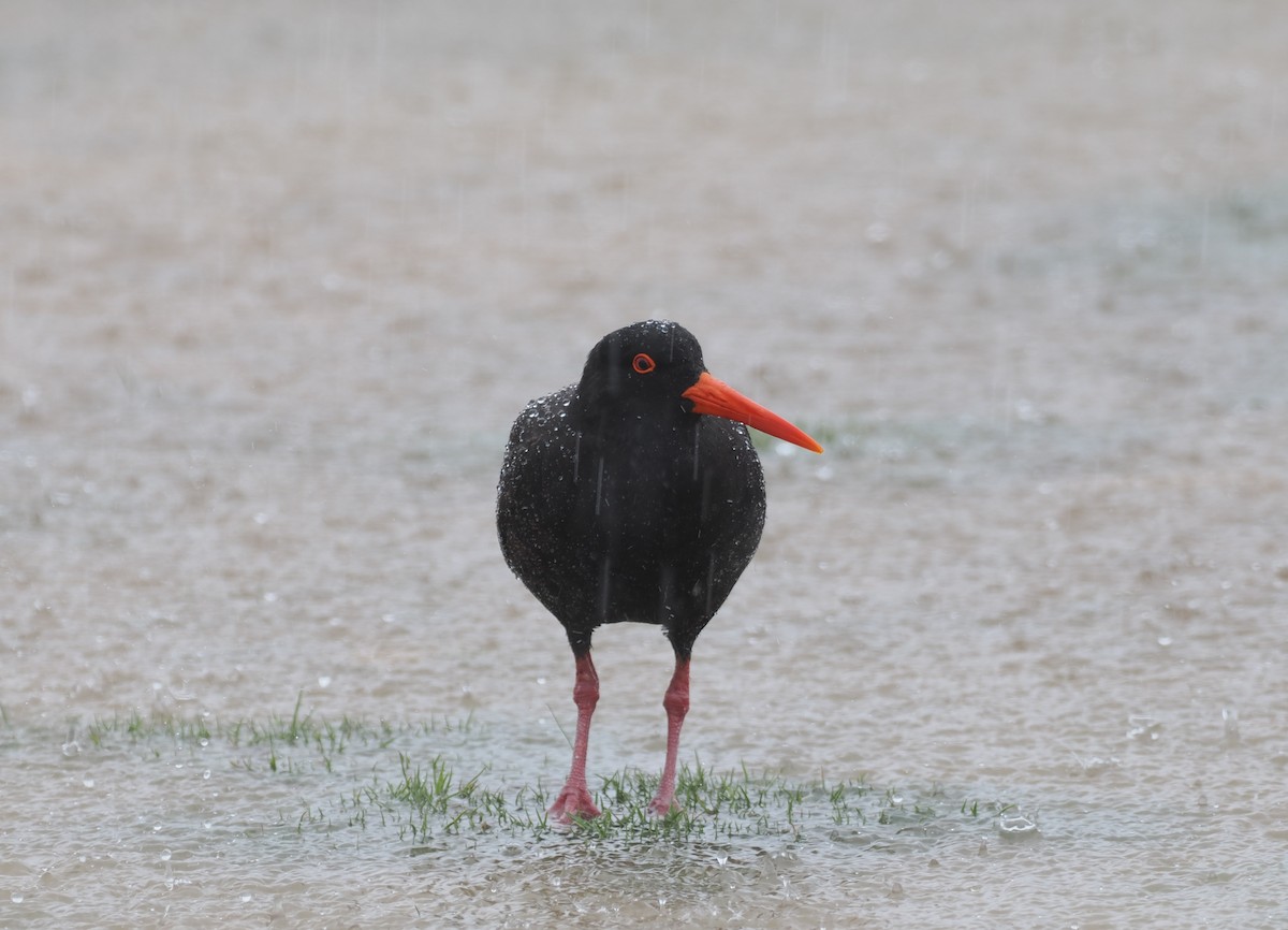 Sooty Oystercatcher - ML641942533