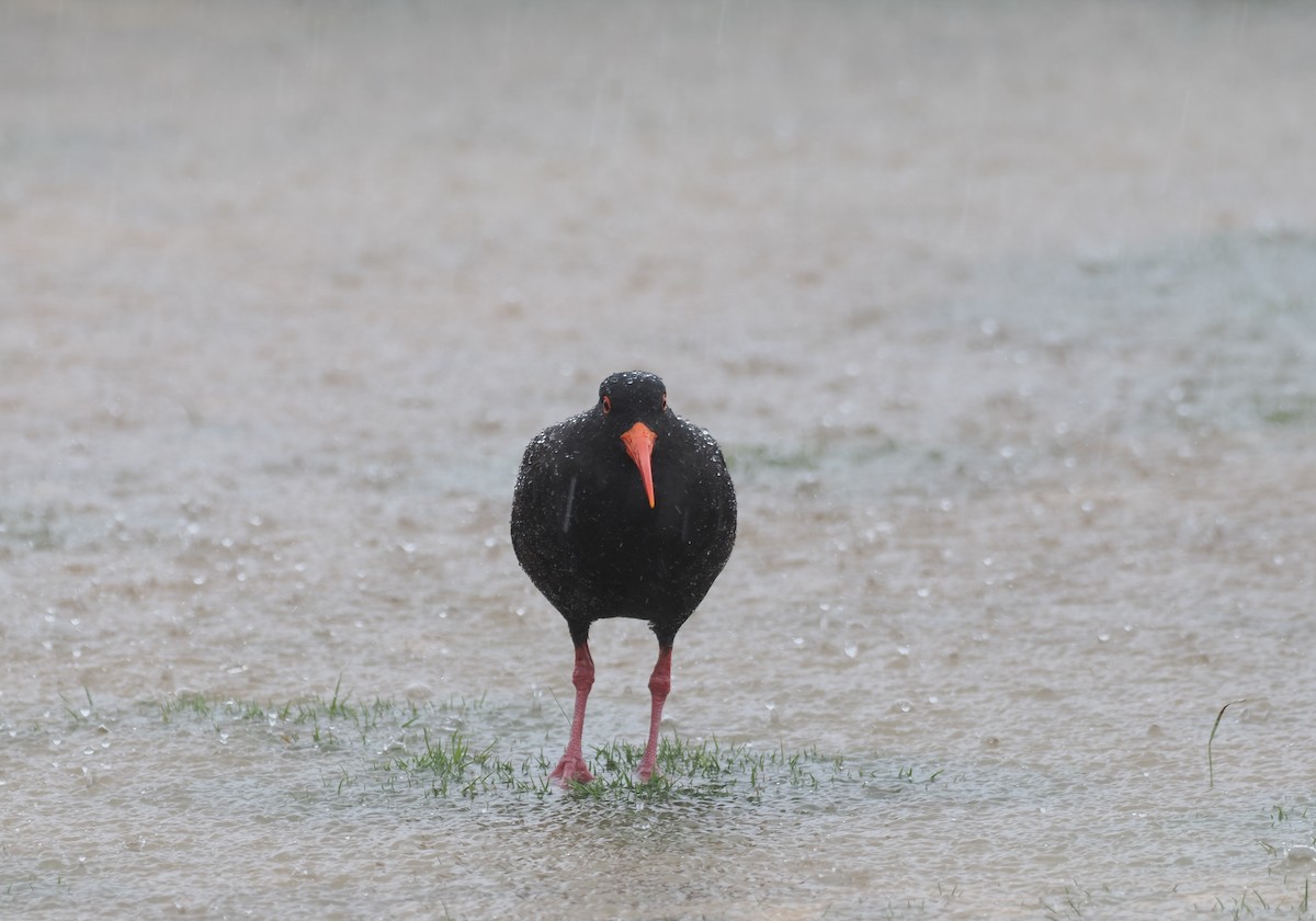 Sooty Oystercatcher - ML641942535