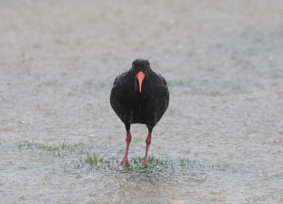 Sooty Oystercatcher - ML641942536