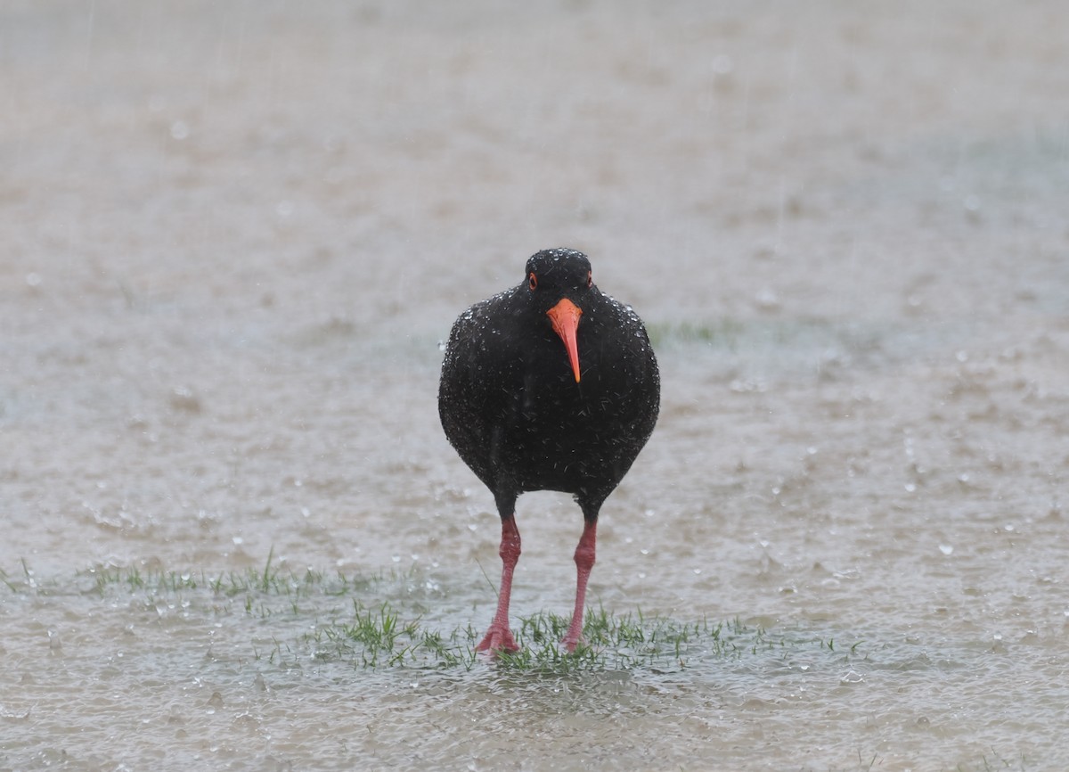Sooty Oystercatcher - ML641942537