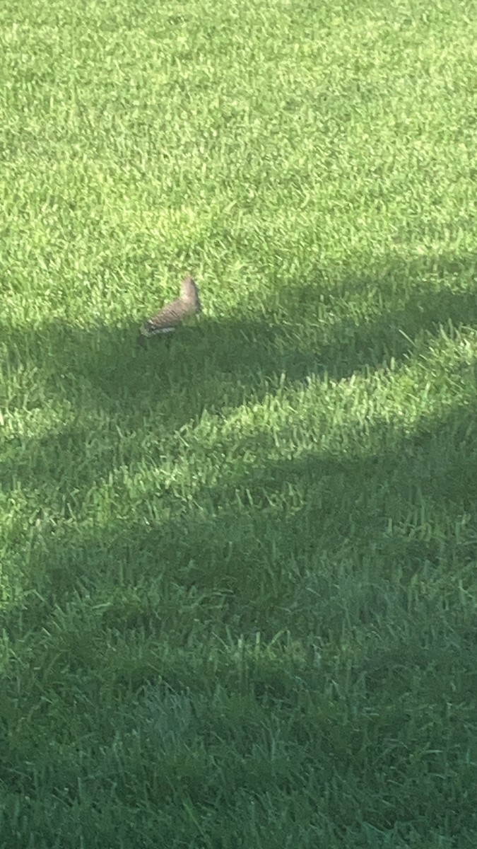 Northern Flicker - ML641942541
