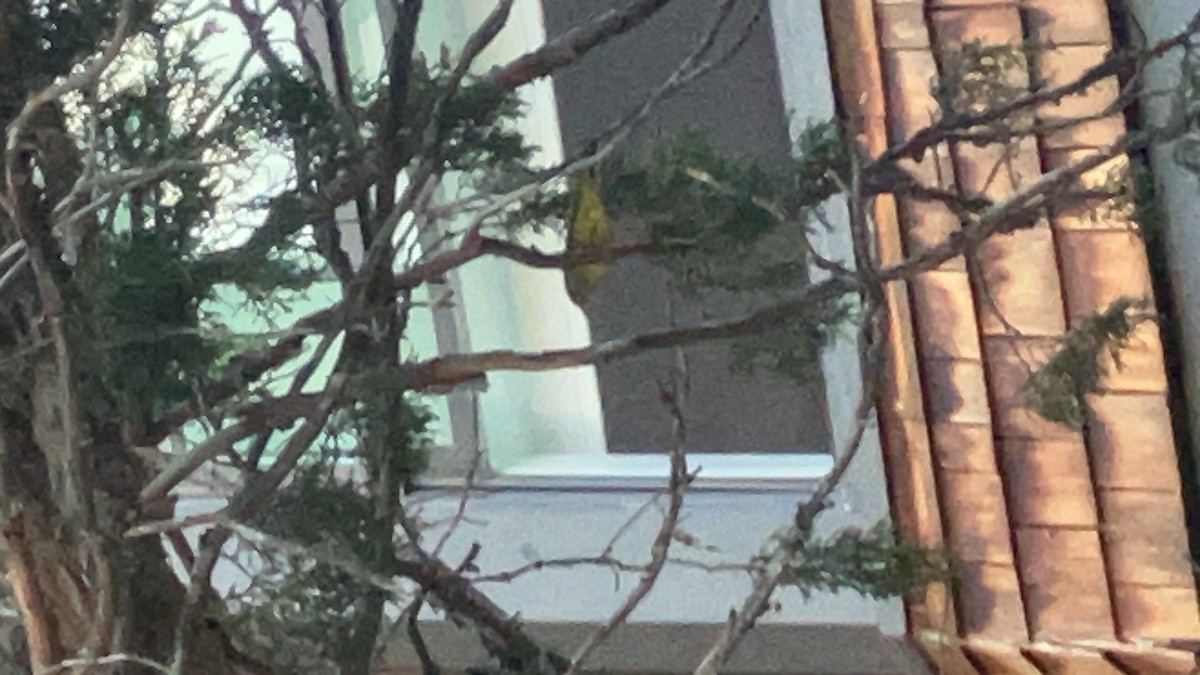 MacGillivray's Warbler - ML641942546