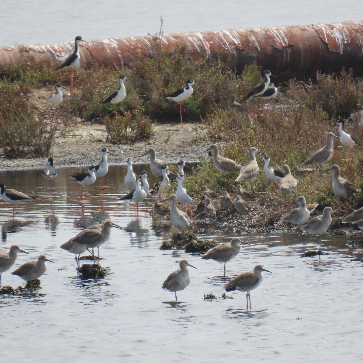 Black-necked Stilt - ML641942557