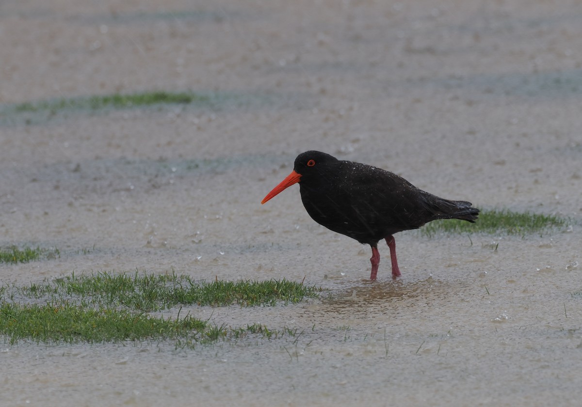 Sooty Oystercatcher - ML641942584