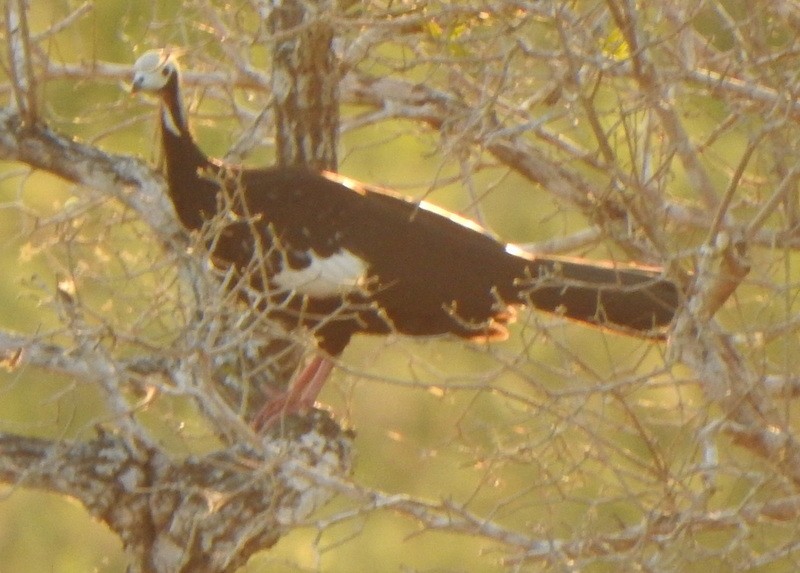 Pava Goliblanca - ML641942589