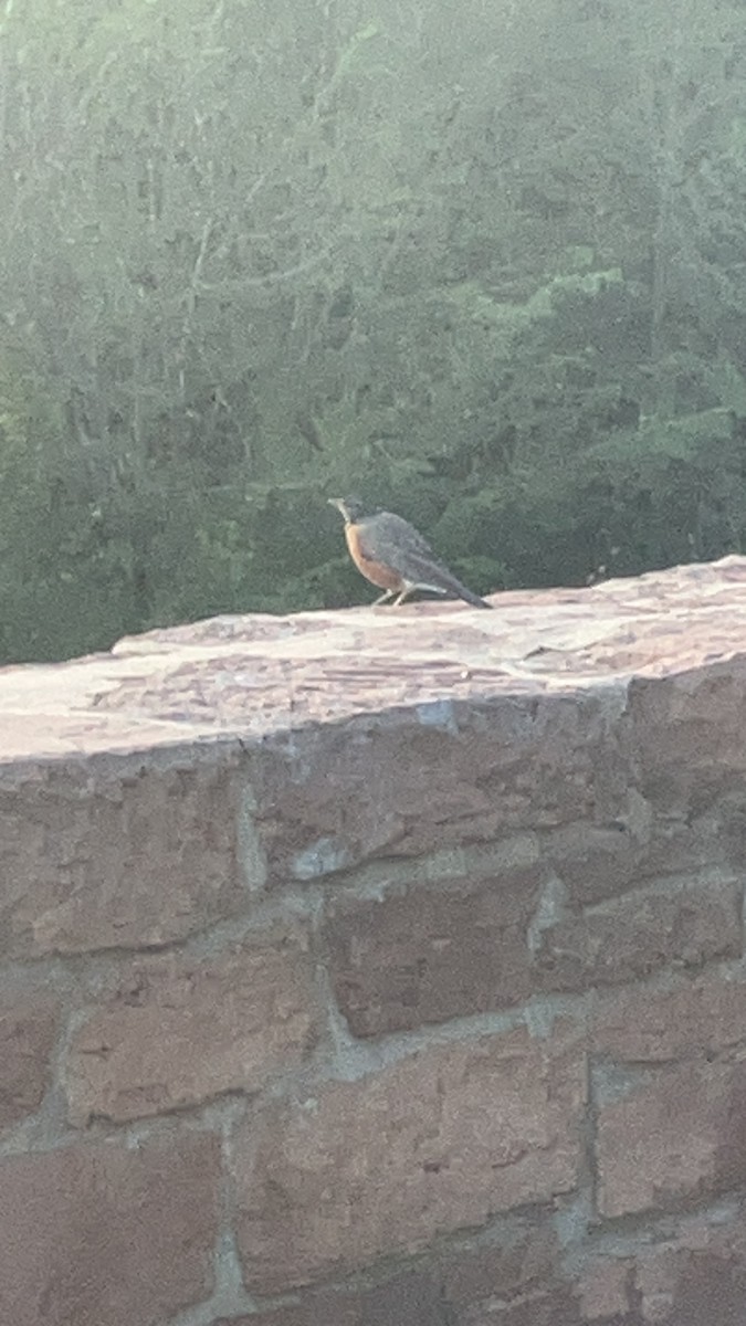 American Robin - ML641942594